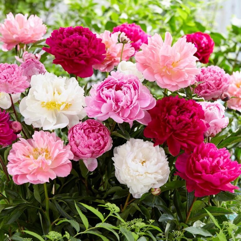 Ruralistic Eden Brothers Jumbo Peonies