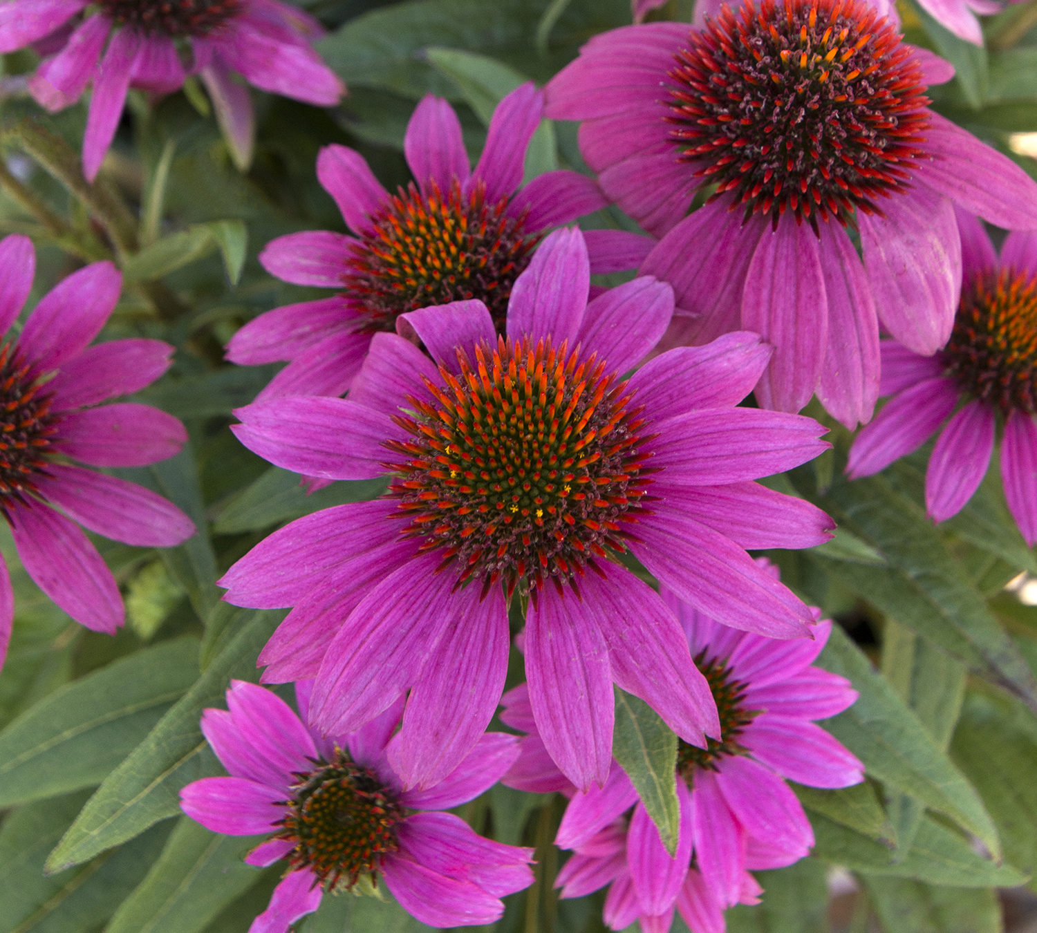 Read more about the article Monrovia – PowWow® Wild Berry Coneflower