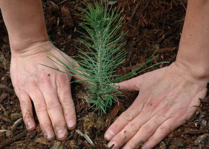 Read more about the article Service – Conservation Tree Program