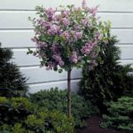 Fast Growing Trees – Korean Lilac Tree