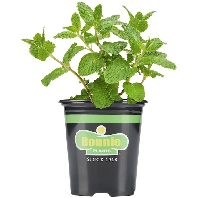 Read more about the article Bonnie Plants – Sweet Mint