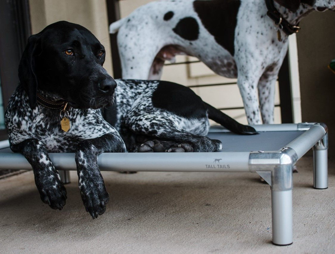 Read more about the article Tall Tails -K9 Cot Elevated Dog Bed