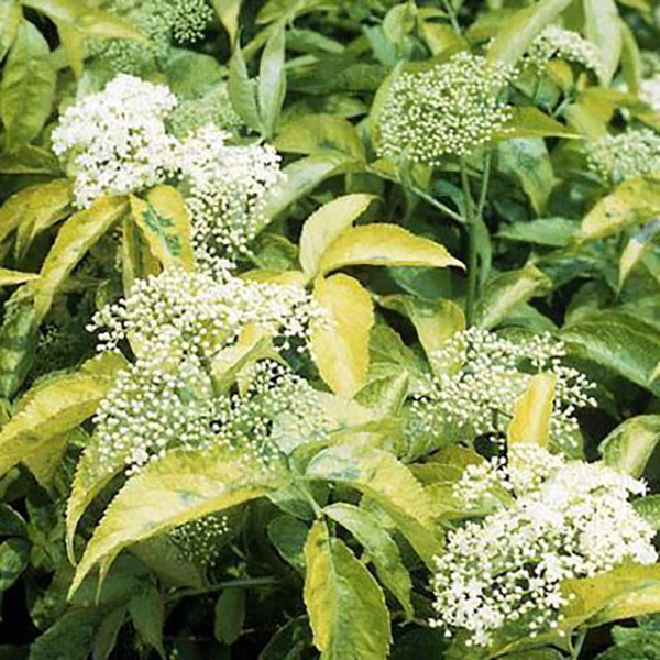 Read more about the article Nature Hills – Golden Elderberry