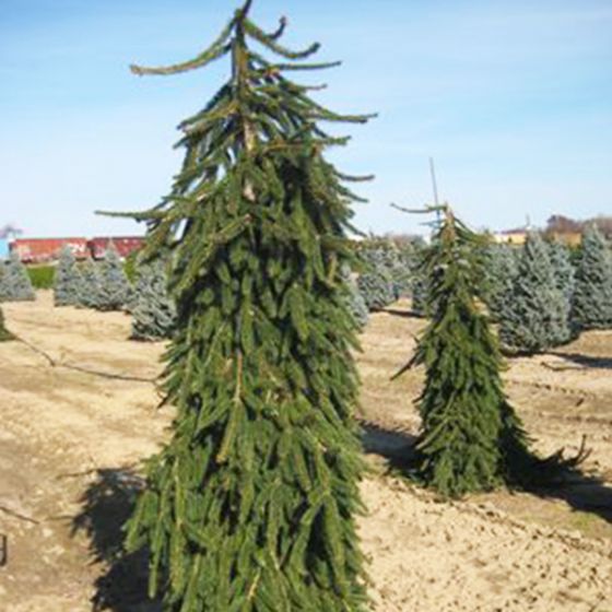 Read more about the article Nature Hills Nursery – Weeping Norway Spruce