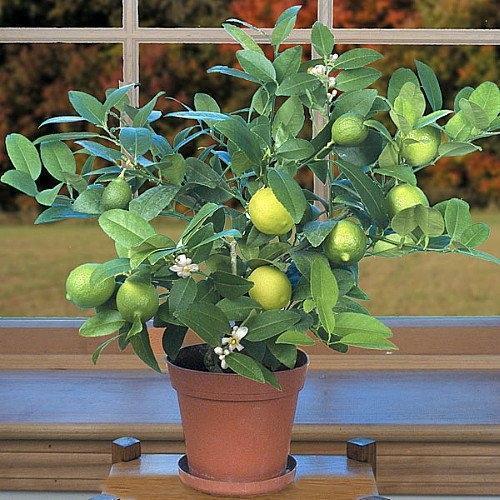 Read more about the article Planting Tree – Key Lime Tree