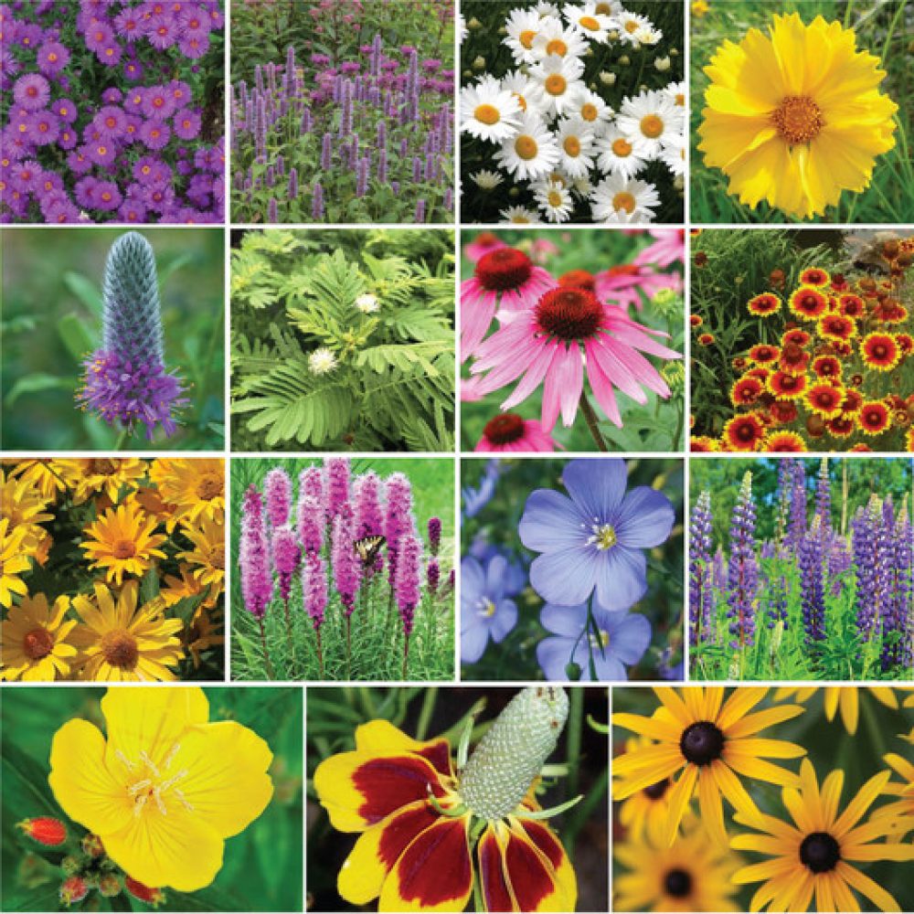 Eden Brothers - Midwest All Perennial Wildflower Seed Mix